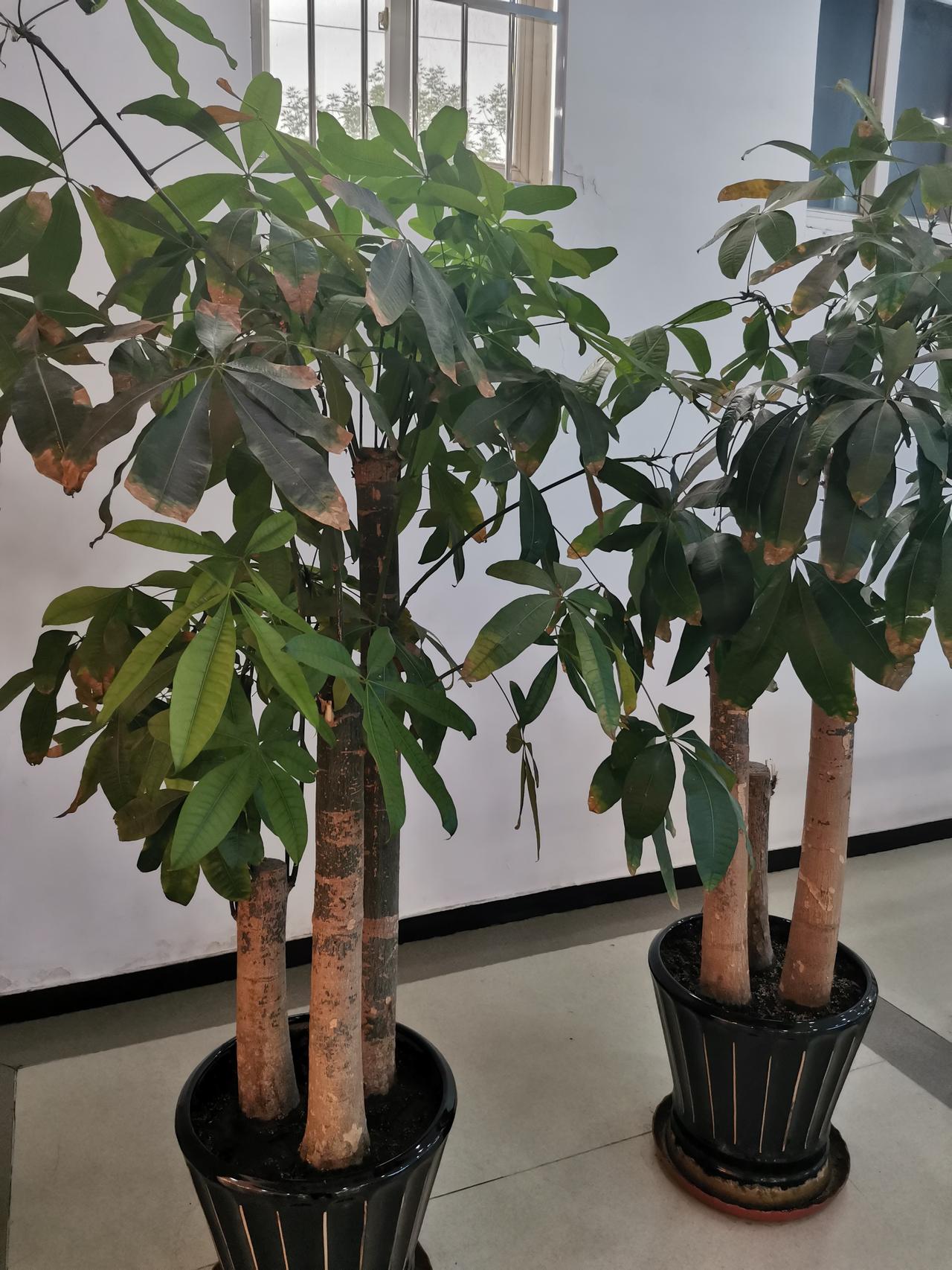 姐妹树，
发财树，
长得很好！
发财树盆栽盆景 风水宝地发财树 原生苗发财树 金
