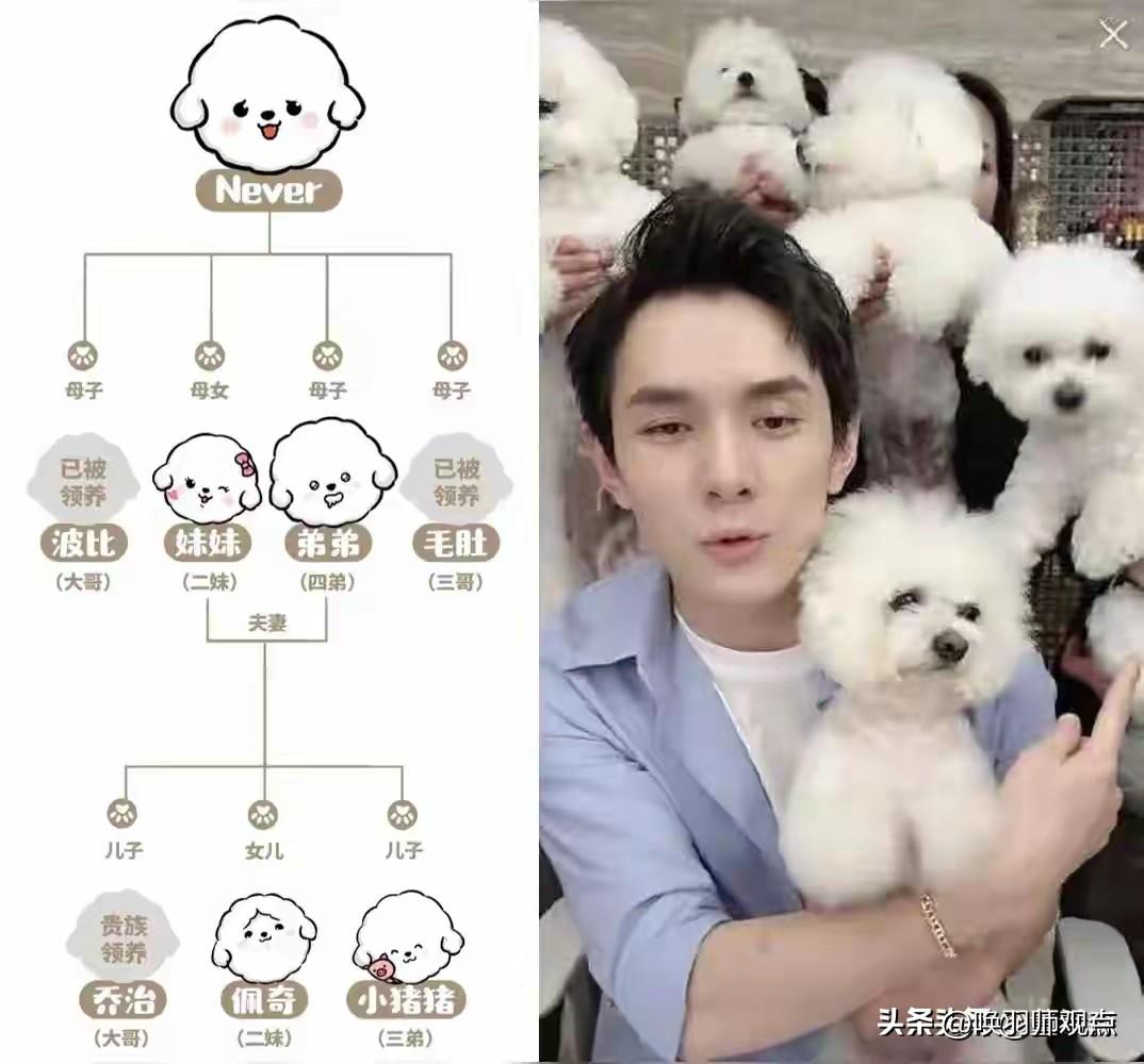 上海95后女孩桃桃每月花1.2万元送6个月大的萨摩耶上“狗幼儿园”，引发“人不如