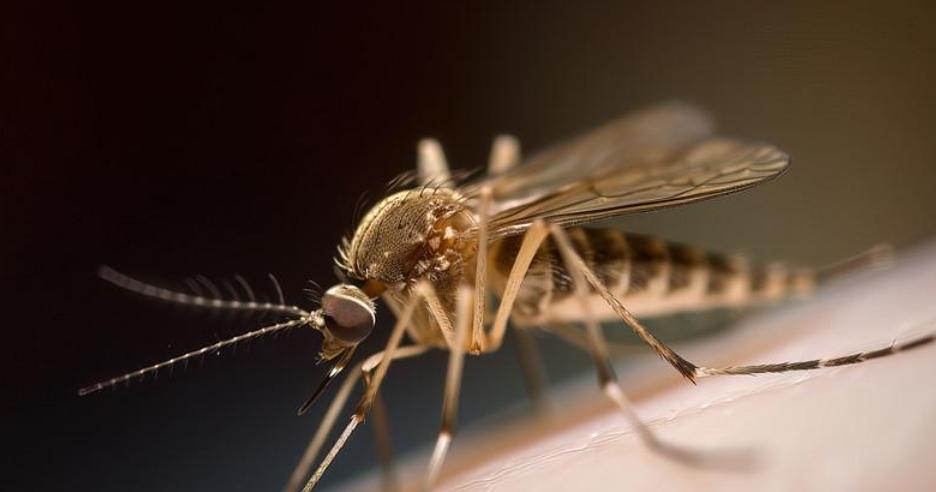 夏天蚊子总是精准偏爱特定一类人群，究竟是哪些关键因素吸引蚊虫频繁叮咬滋生困扰？