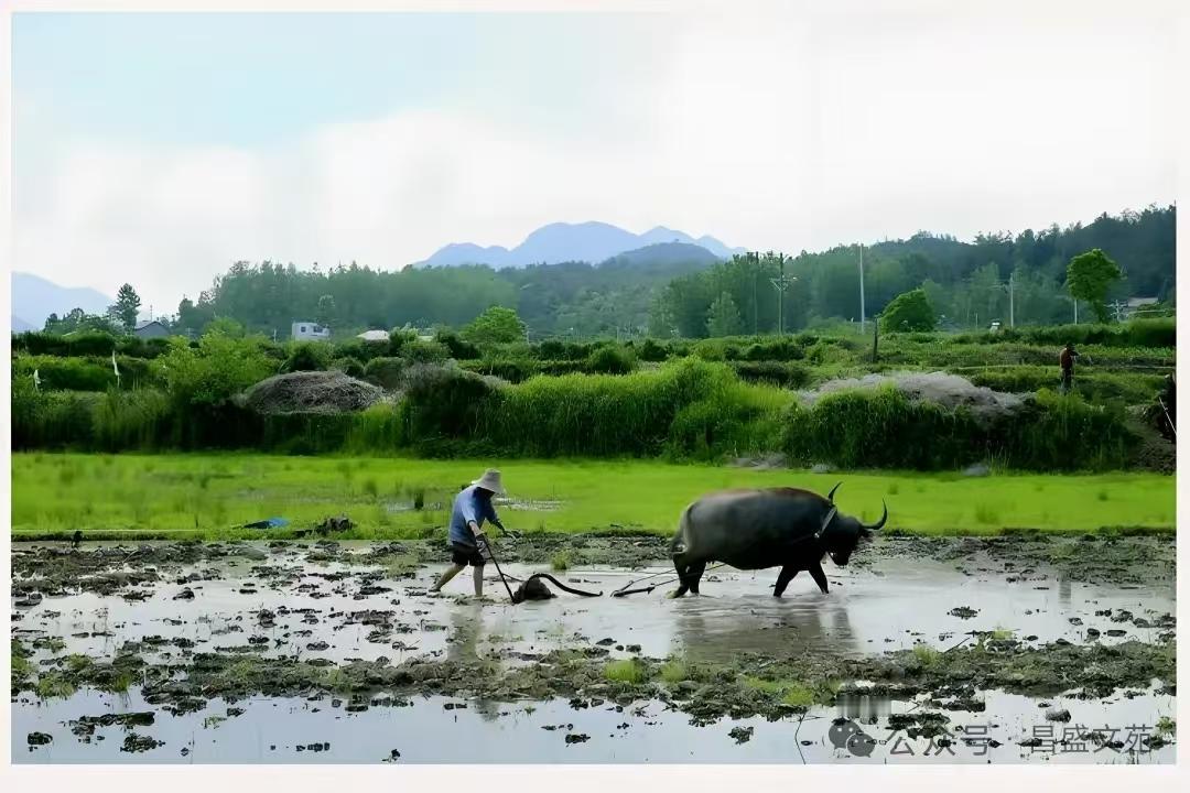 捣练子·题耕牛
肩轭重，满身泥，
不待扬鞭自奋蹄。
极目田园芳草碧，
炊烟渐冷罢