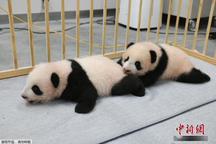 熊猫为什么在四川比较多?
在日本东京上野动物园的“晓晓”和“蕾蕾”，2026年2