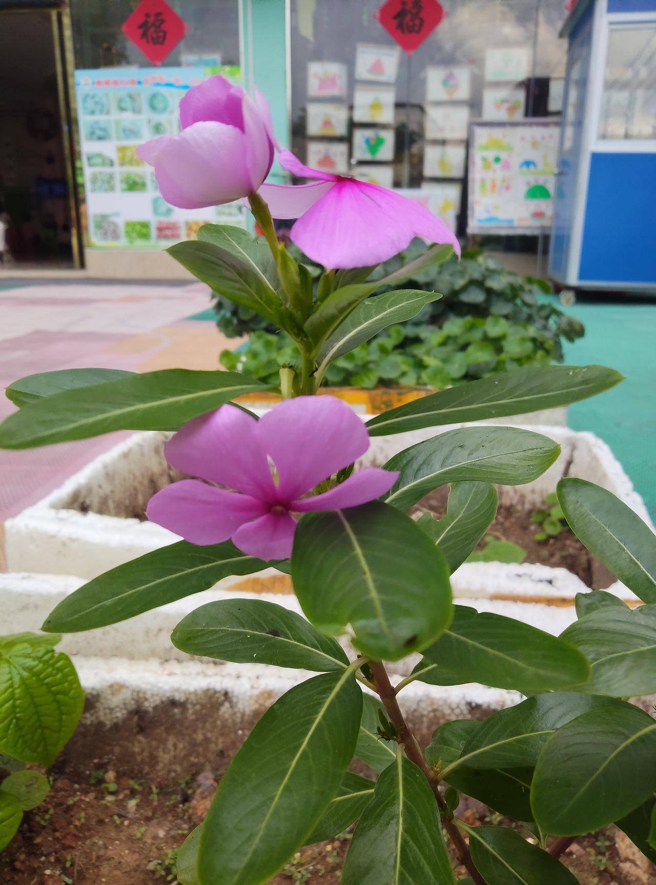 路边这株长春花，开得可真热闹。粉嫩嫩的花瓣，衬着油亮的绿叶，明明只是待在泡沫箱里