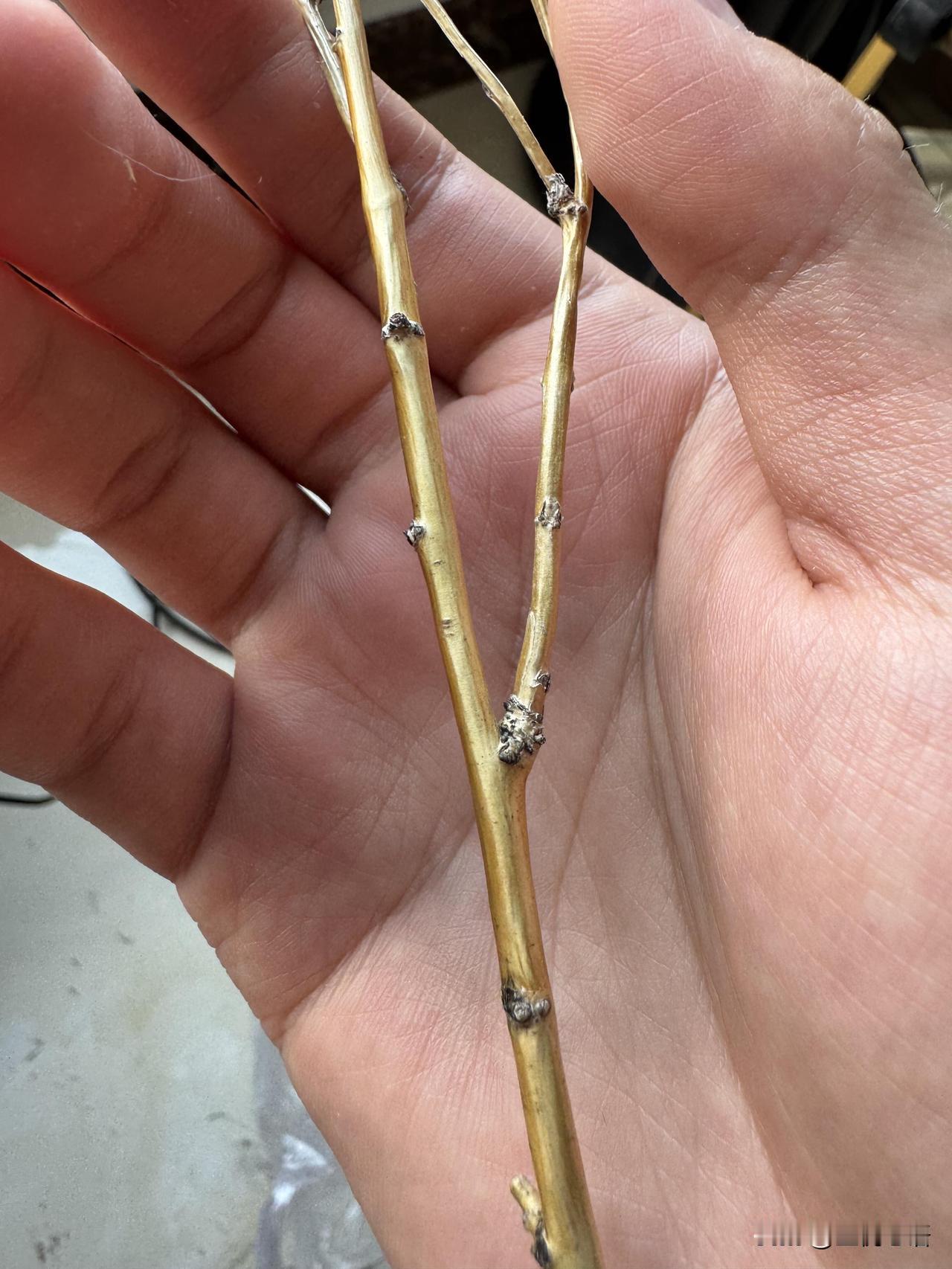救命！沙漠里居然长“金条”？！

谁懂啊！第一次见树枝像黄金的植物！
要是能修仙