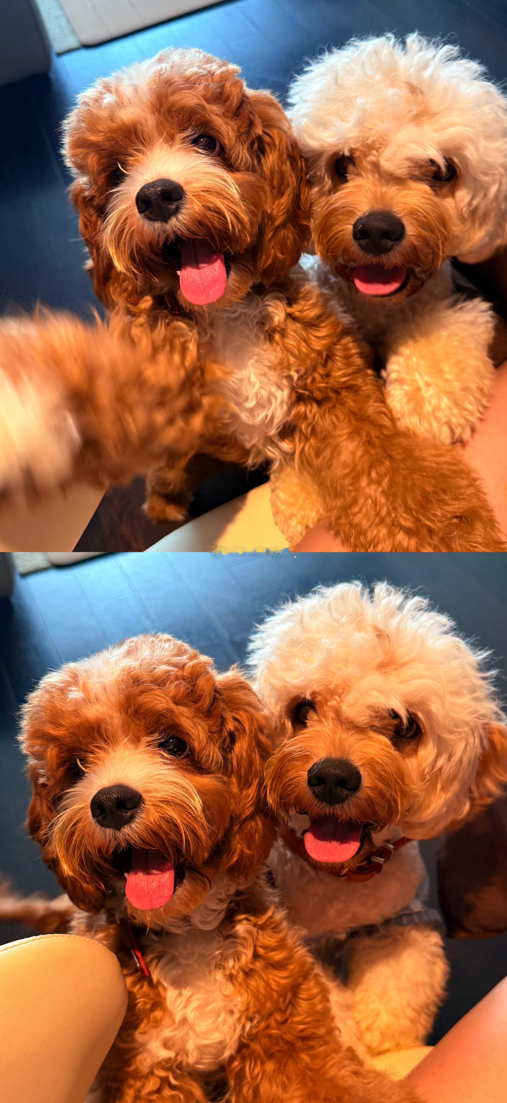 狗狗壁纸 ​​​