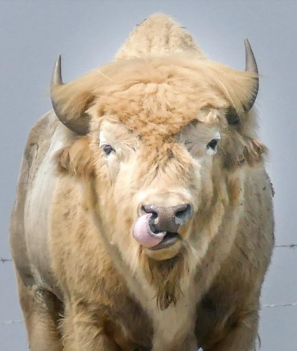 这是一头罕见的白色野牛，正在美国黄石国家公园的草地上漫步。白色野牛在北美原住民文