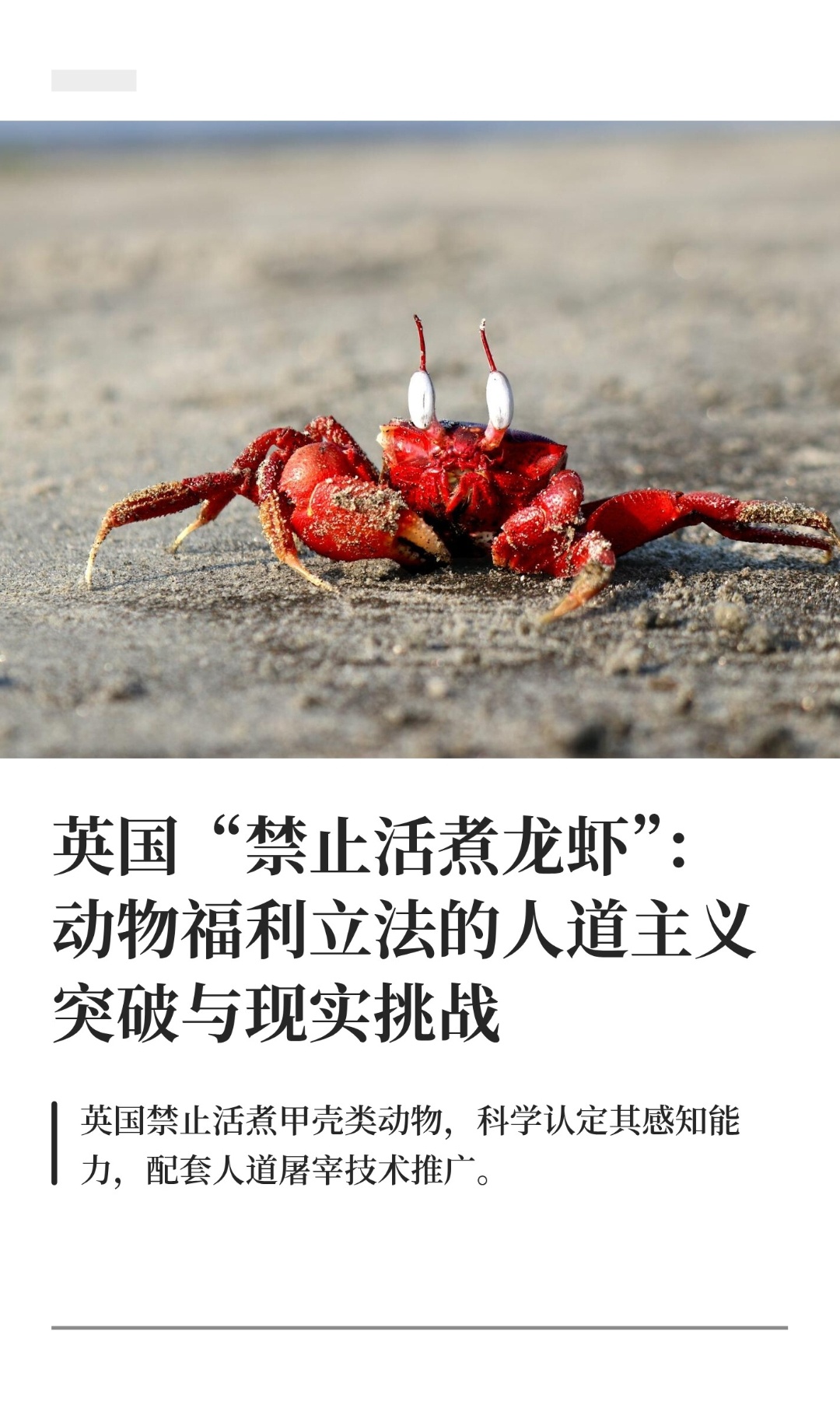 ｜ 2025年12月，英国政府正式将“禁止将活龙虾直接投入沸水烹煮”写入《英格兰