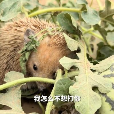 "太可爱了！"7月26日报道，新疆，一瓜农去地里看西瓜，结果发现西瓜有个大窟窿，
