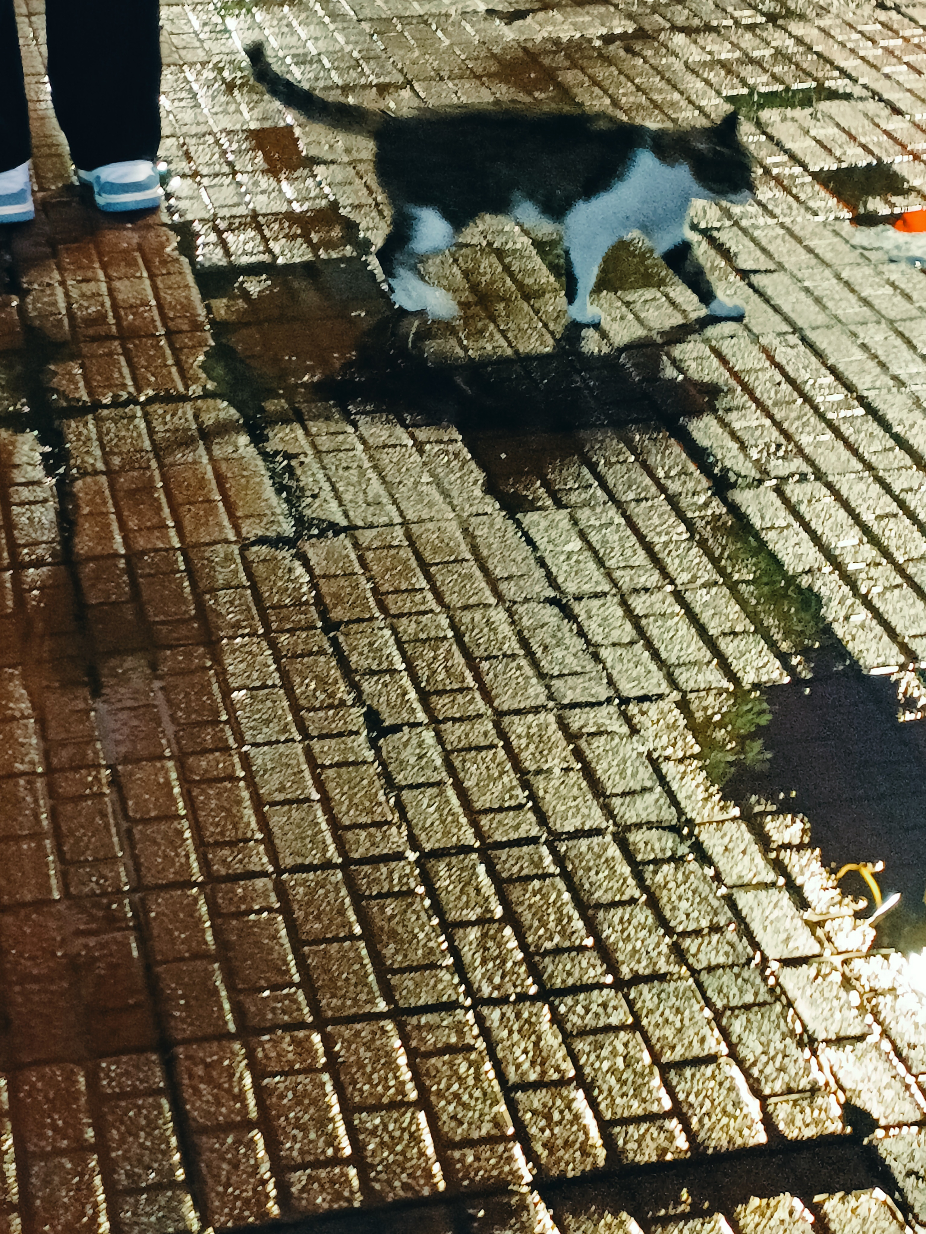忧郁小猫 