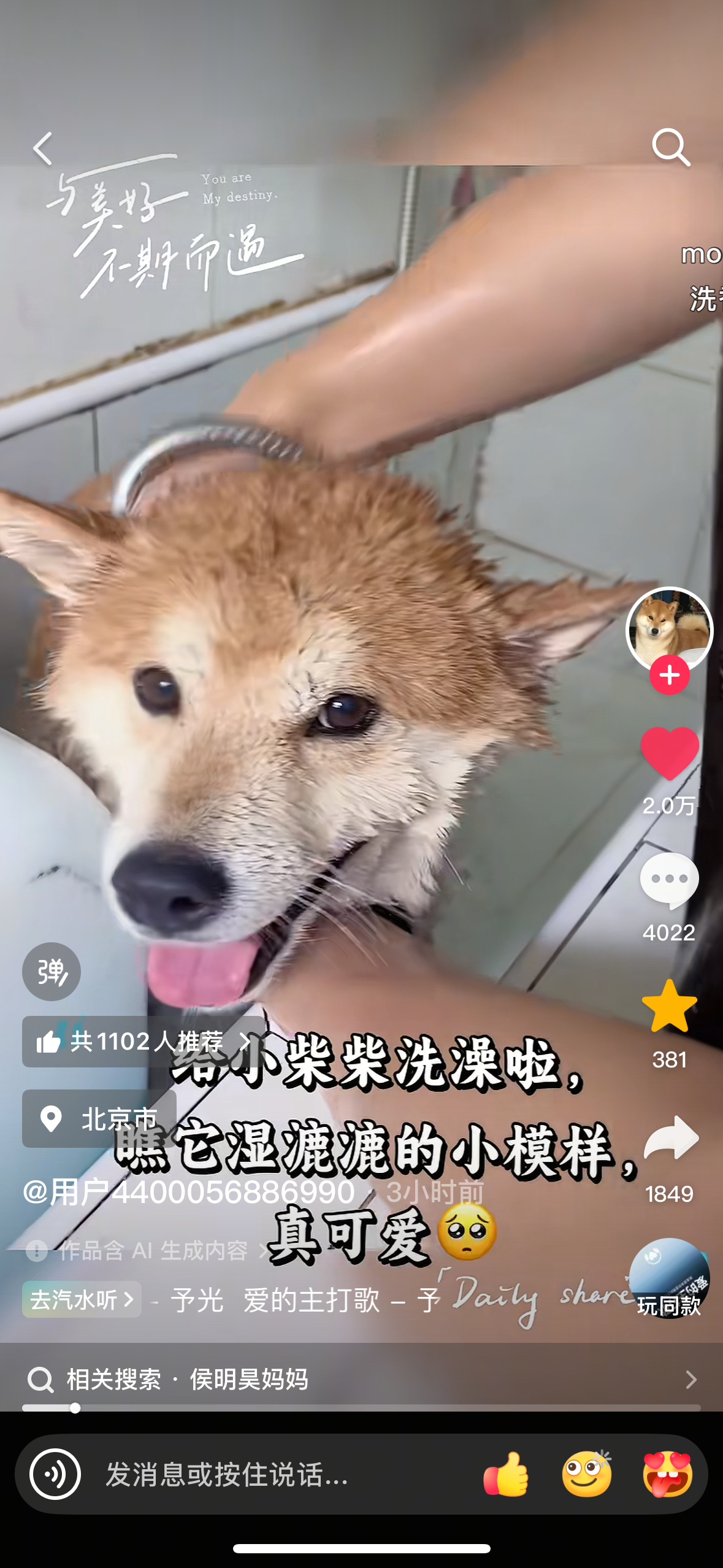 其实盲啃站着还挺显瘦的，就是老侯总抱着它显得很肥很像一只飞天猪[右哼哼]慈父多败
