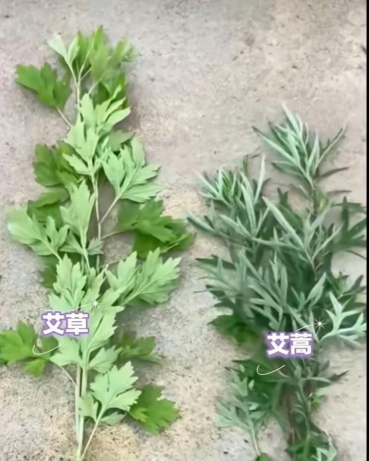 端午节挂艾草，你挂对了吗？艾蒿和艾草可得分清楚。端午节挂艾草这一习俗，大家想必都