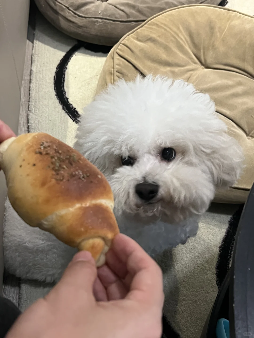 法国佬真的很爱吃面包🥖🍞🥯
