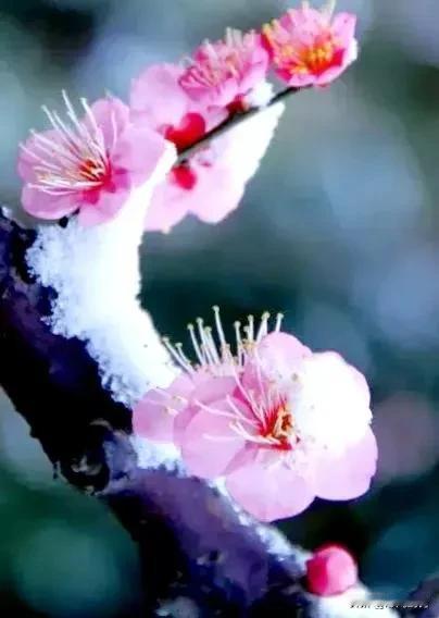 雪中梅花艳，冰霜点缀香。踏雪寻梅香，静候春日来——明日小寒。小寒，是二十四节气中