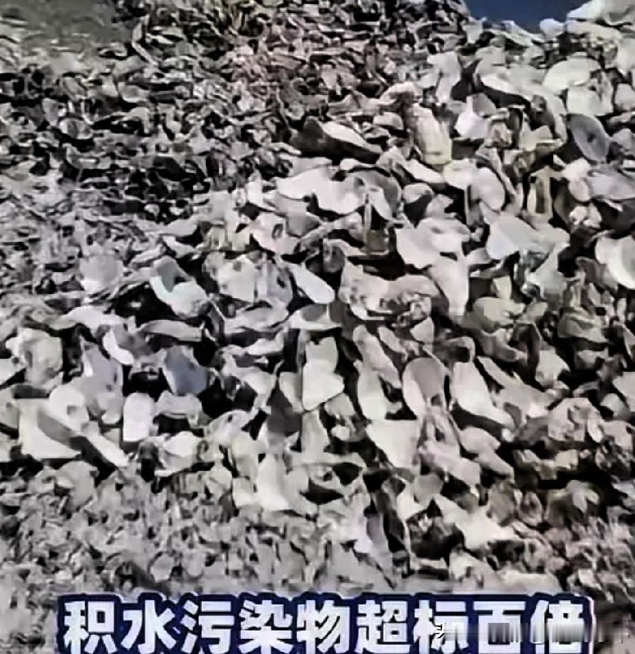 看到潮州饶平那11万吨废弃蚝壳的新闻，真是气得心口疼。

一边是靠养蚝发家致富的