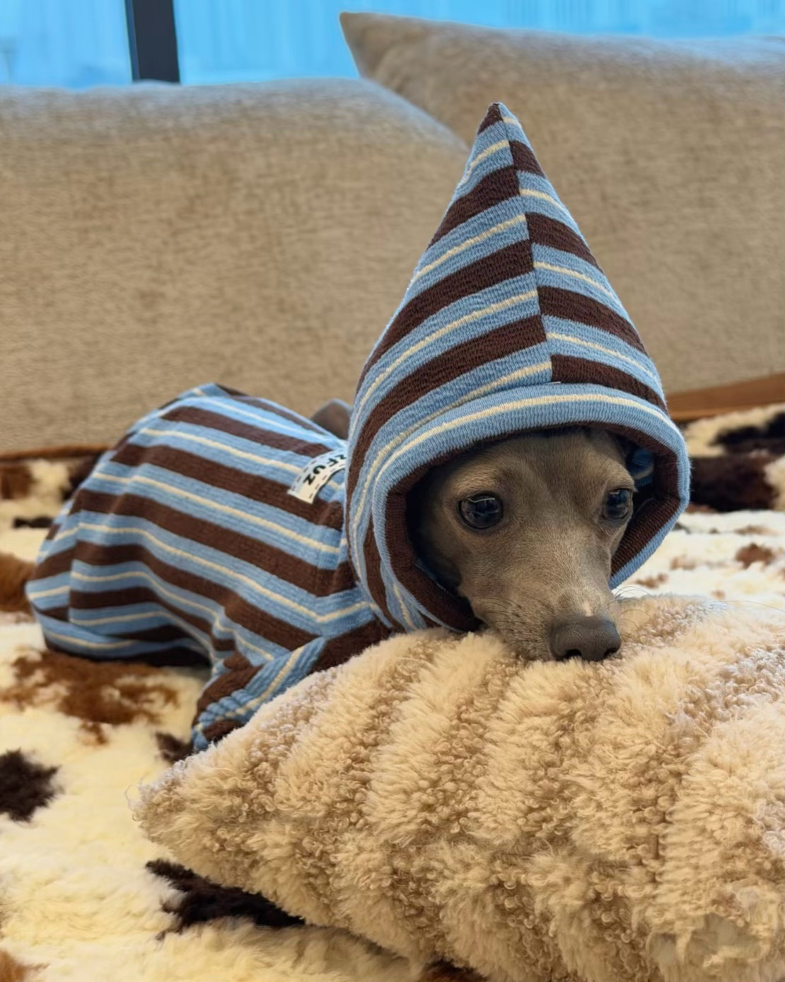 哎呀想养只神奇宝贝来着纠结啊……小灵缇 可爱又帅气阿莫西林 粘人又高贵 