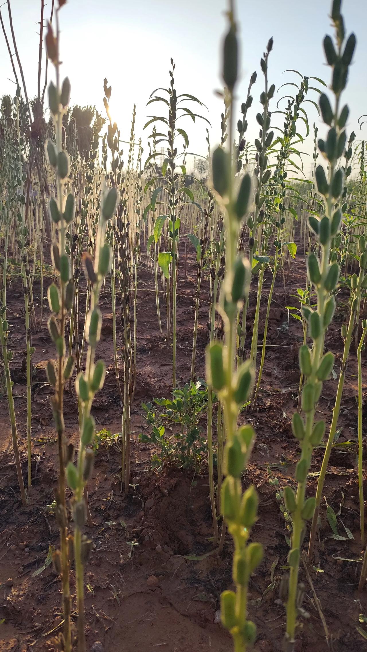 晒图笔记大赛乡村风景欣赏！芝麻地里的风景！随手拍田间美图 夏日随手拍花草