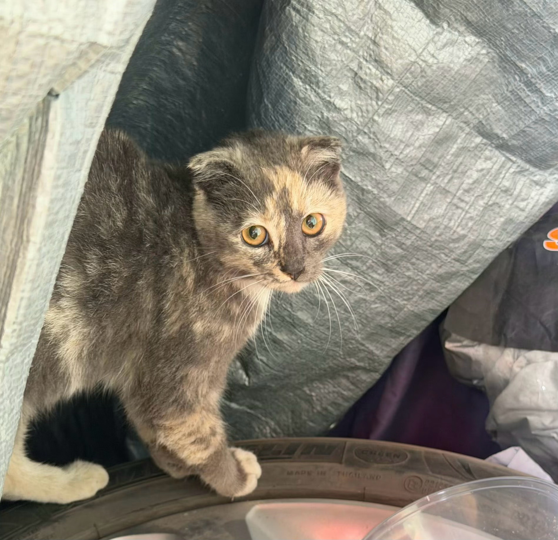 有点猪化 ​​​