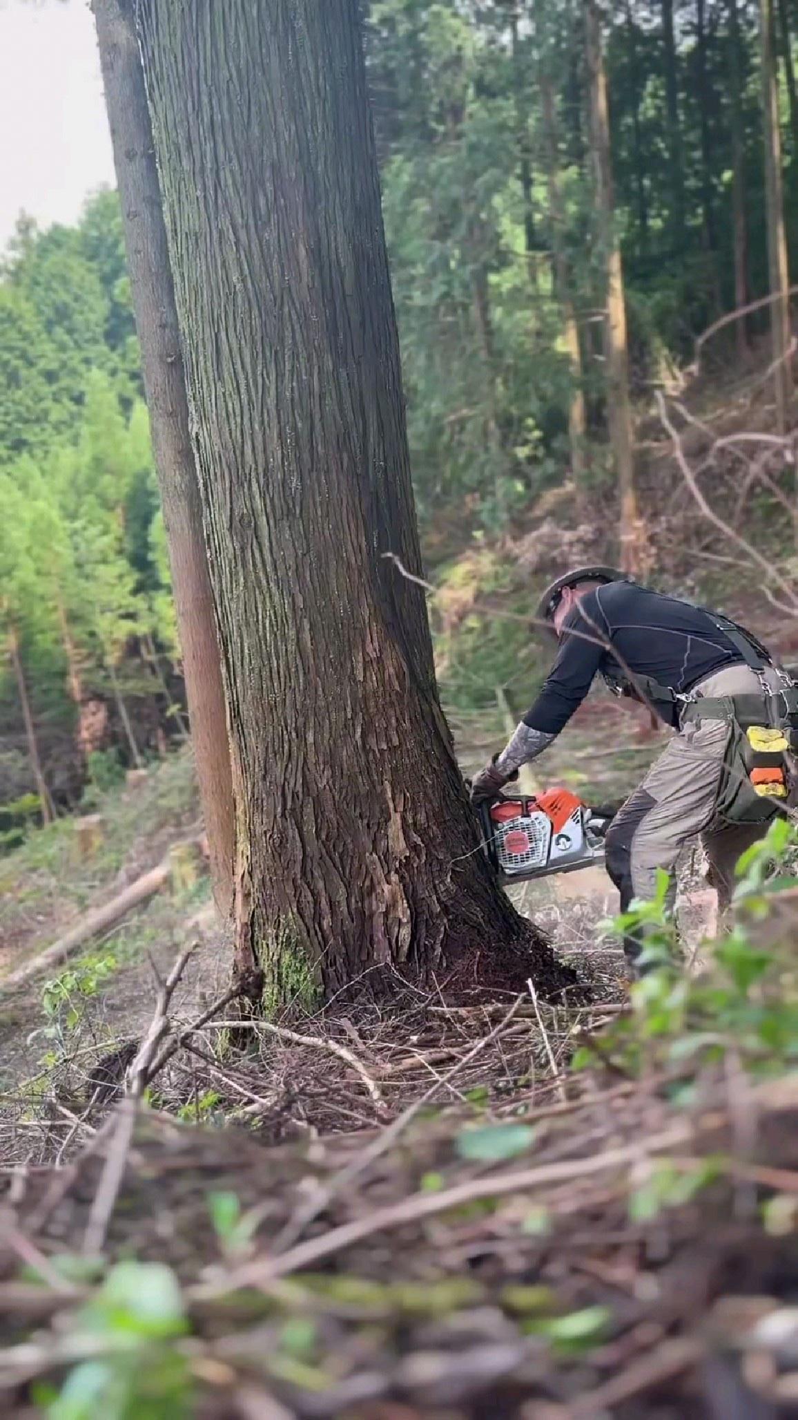 “现实版农夫与蛇！”河南商丘，男子伐树时，不慎被倒下的树砸中，被送到医院后，医生