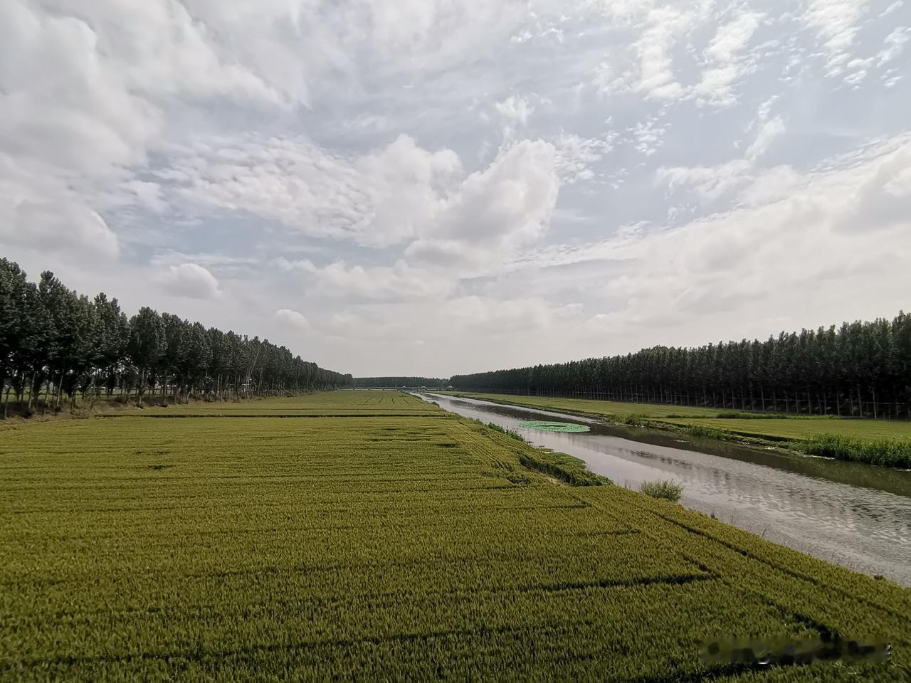 雨后的小河
小满过后，连着下了几天的雨，村后已近干涸的小河，河水又见丰盈了起来。