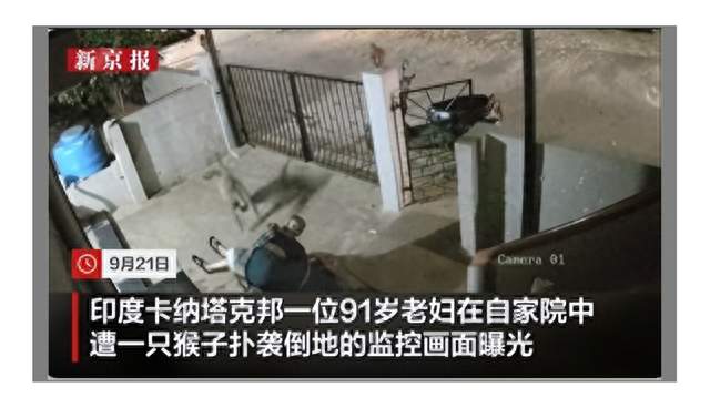 印度一91岁老妇在家中遭猴子袭击身亡 当地居民愤怒：长期饱受猴子困扰，但政府对此置之不理