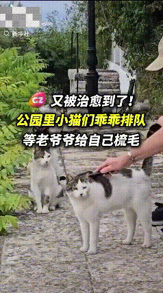 太治愈了！福建，一爷爷每天都来公园给猫咪梳头，猫咪见到爷爷就自觉排队等待，网友：
