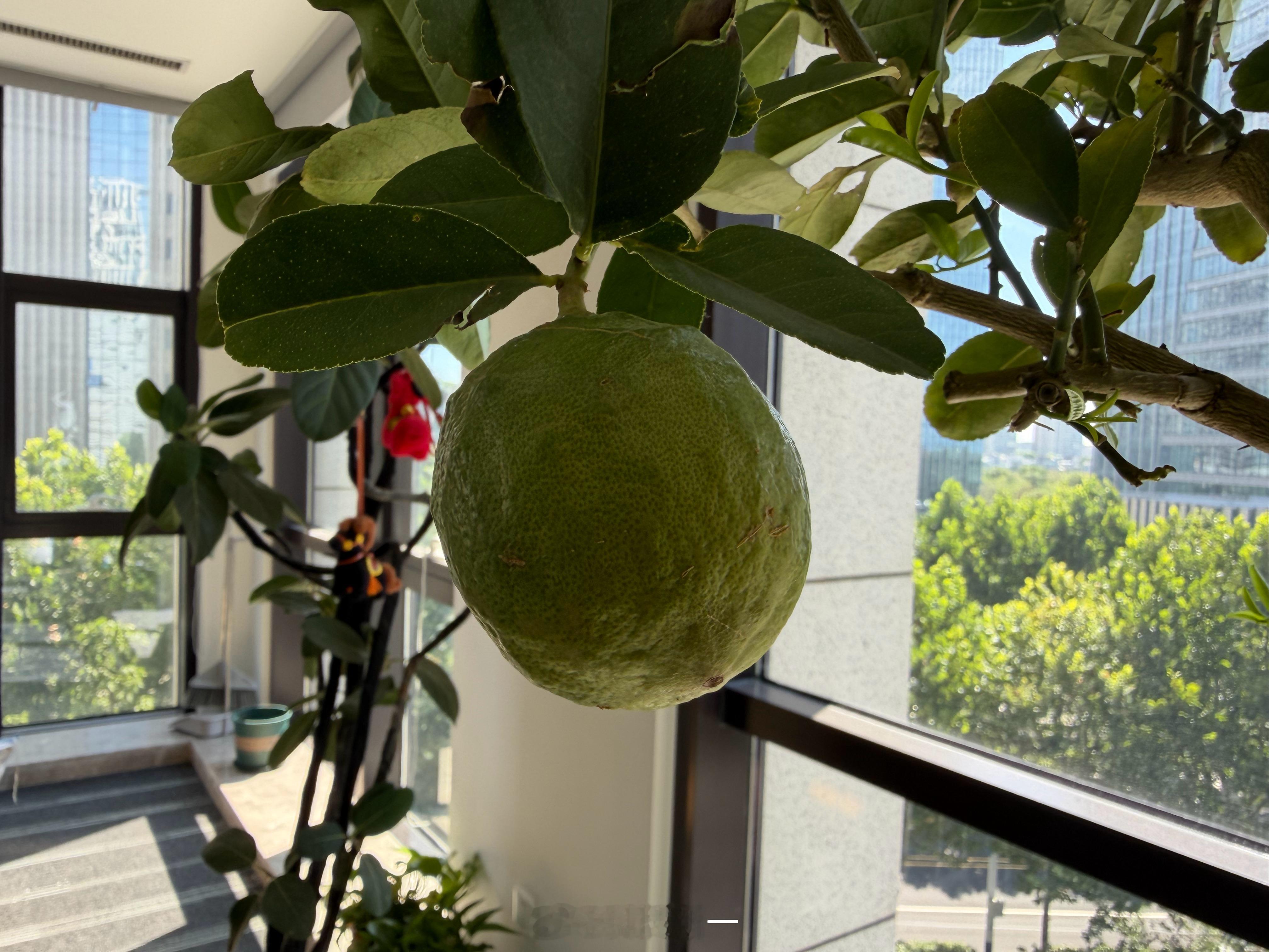 我种的柠檬，这果子长得如何？