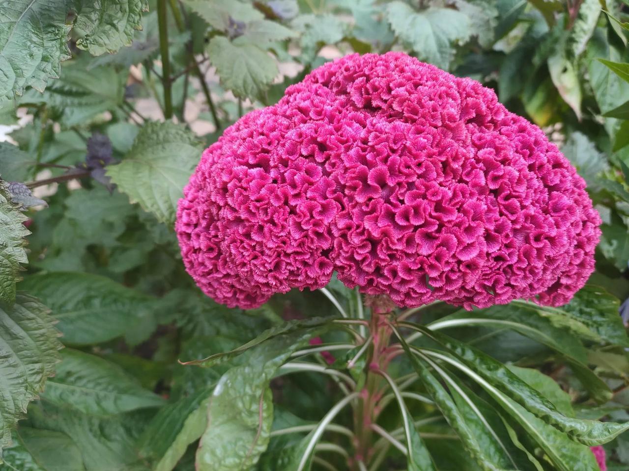 #分享一张拍摄的花#对面楼的阿姨在小区养的花，比物业照顾得好！