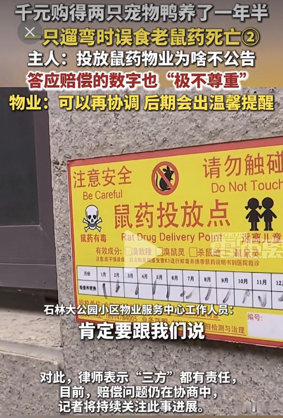 遛鸭子反要了鸭命？南京业主1000元买的宠物鸭“大呆瓜”惨死，物业赔250元被喷