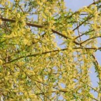 种植 🌾种植金丝垂柳的注意事项一、土壤条件，金丝垂柳喜欢温暖、潮湿、肥沃的土壤