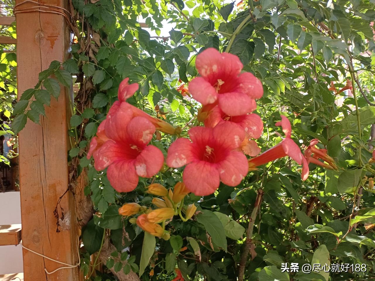 妈妈这两天太反常了，昨天下午要求吃雪糕，就想吃凉的，吃完了，到现在也没肚子不舒服