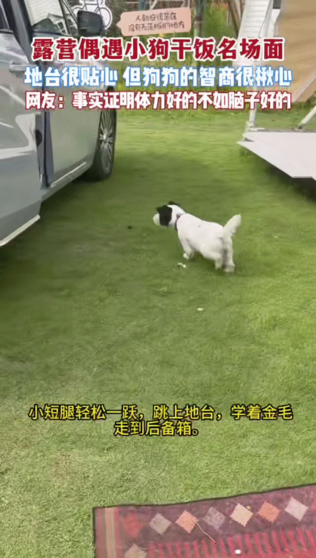 杭州的狗子精神状态有点说法杭州露营地里金毛智商上大分 杭州露营地里的金毛太给杭州