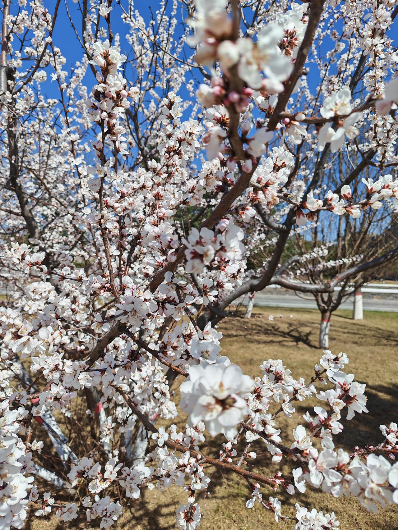 大同古城墙外桃花正盛开。
