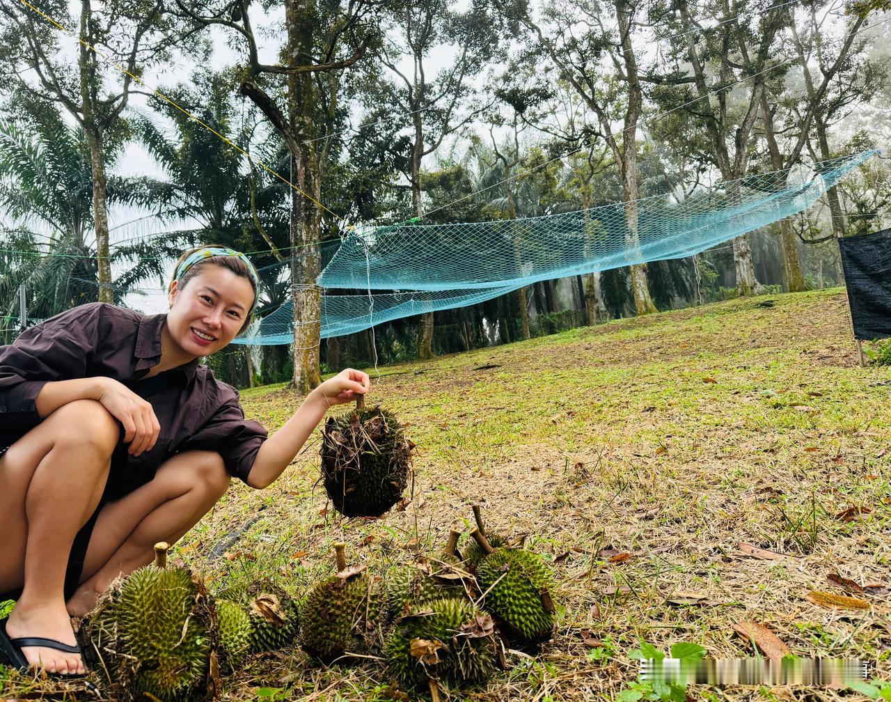 在马来西亚多少钱才能榴莲自由呢？
最近来马来西亚了，为的就是过来赶榴莲季节那么在