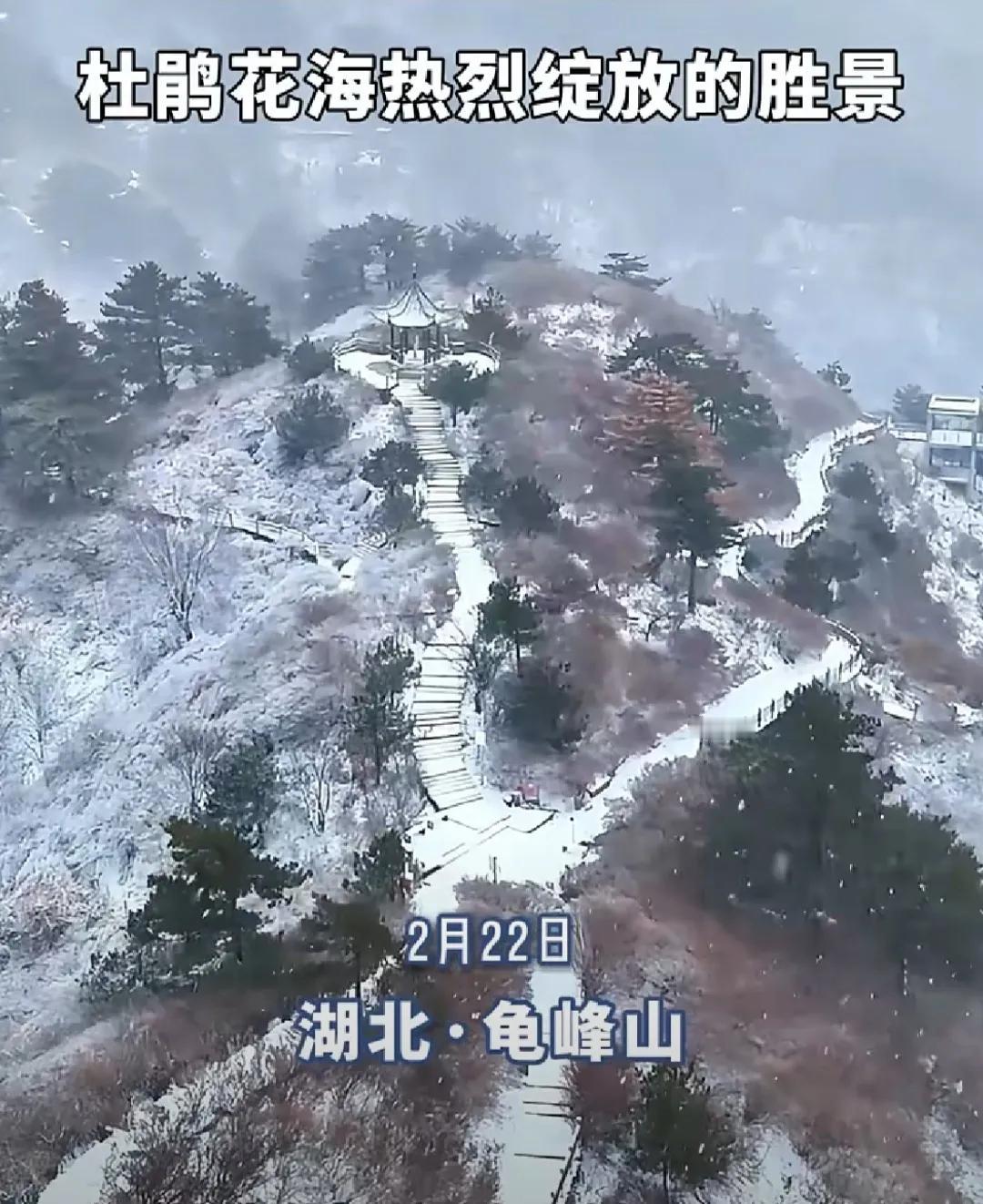 黄冈麻城的龟峰山今日下雪了。龟峰山我去过几次，都是杜鹃花开的季节。雪中的龟峰山仍