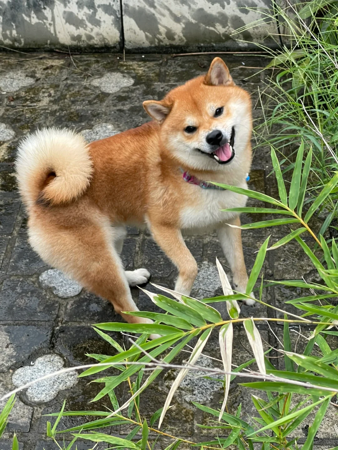 现在看个狗都觉得眉清目秀的哈🍃