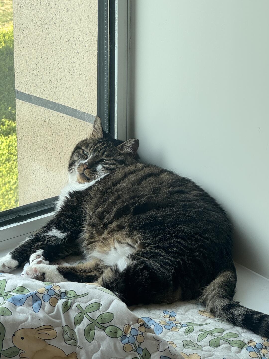 谁懂14斤胖猫在夏天减肥成功的含金量！