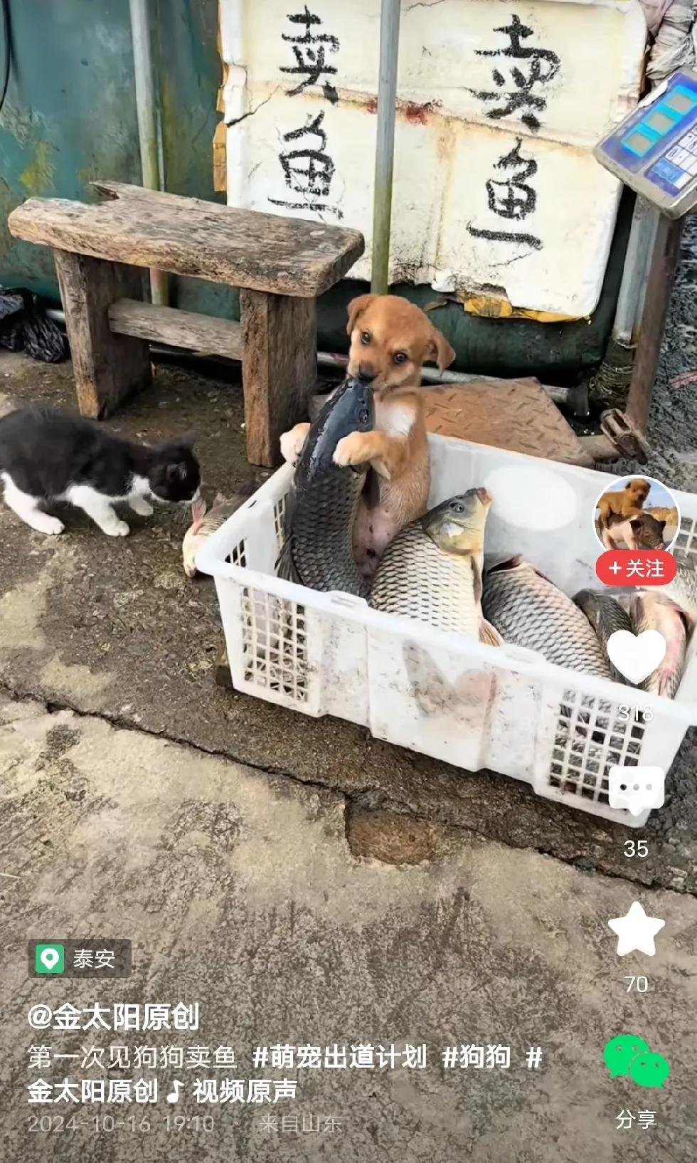 这鱼，猫爱闻，爱爱舔，肯定香。猫狗尝完了再卖个好价钱。
确定这个不是摆拍。。