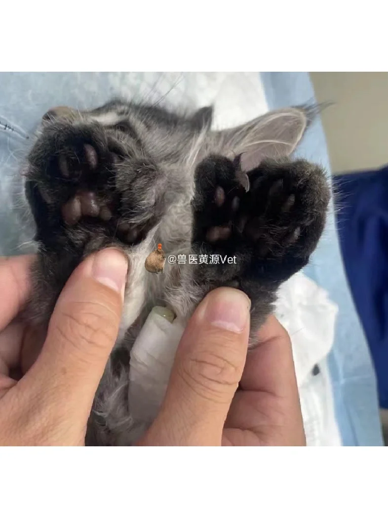 幼猫幼犬患肺炎的情况非常常见，还会耐药