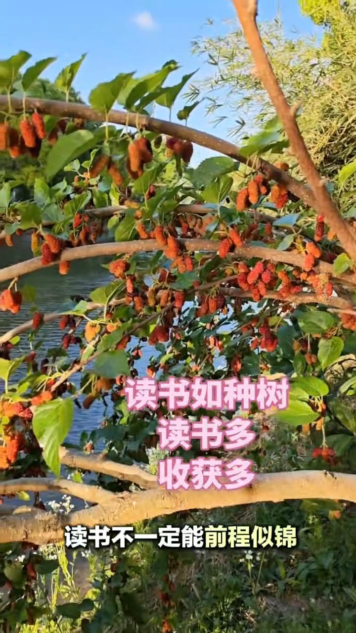 读书如种树，读书多收获多。
读书世界就在眼前，不读书眼前就是世界。读书不一定能前