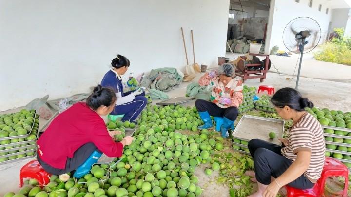 【丰收啦！6.4万亩陆川橘红鲜果年产值近2个亿】

眼下，国家农产品地理标志产品