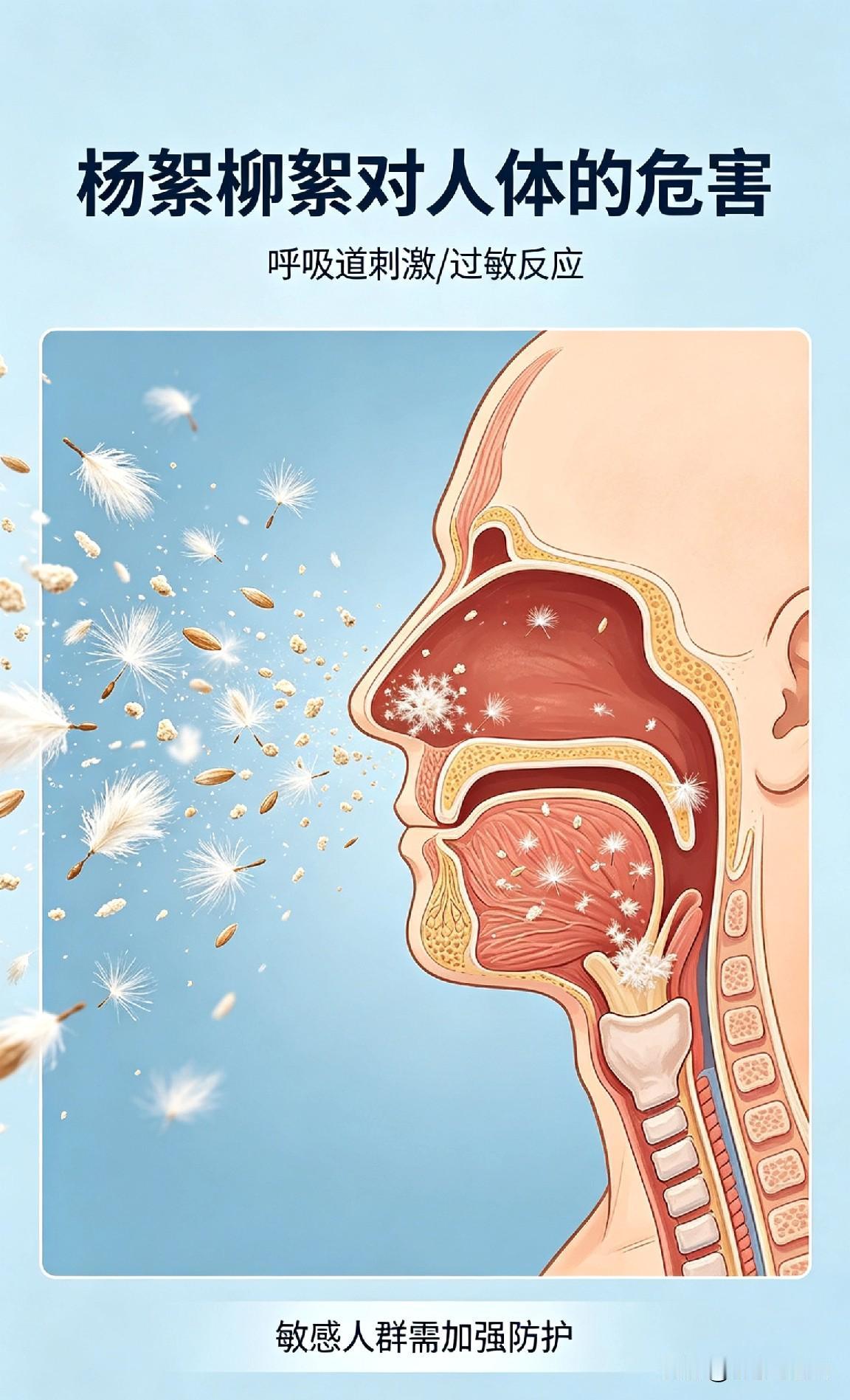 春日里漫天飞舞的杨絮柳絮，看似浪漫，实则是隐藏的健康杀手。
对于过敏人群而言，杨