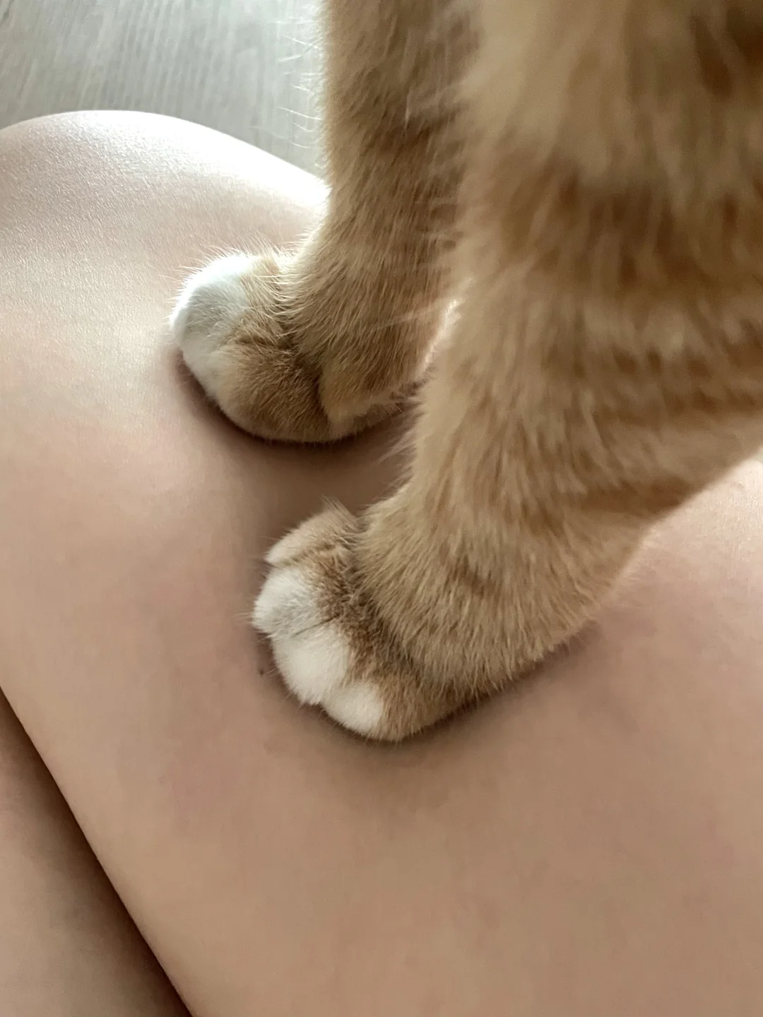 猪过留痕🐾