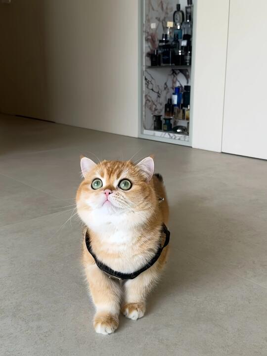 和这种猫能够玩得来