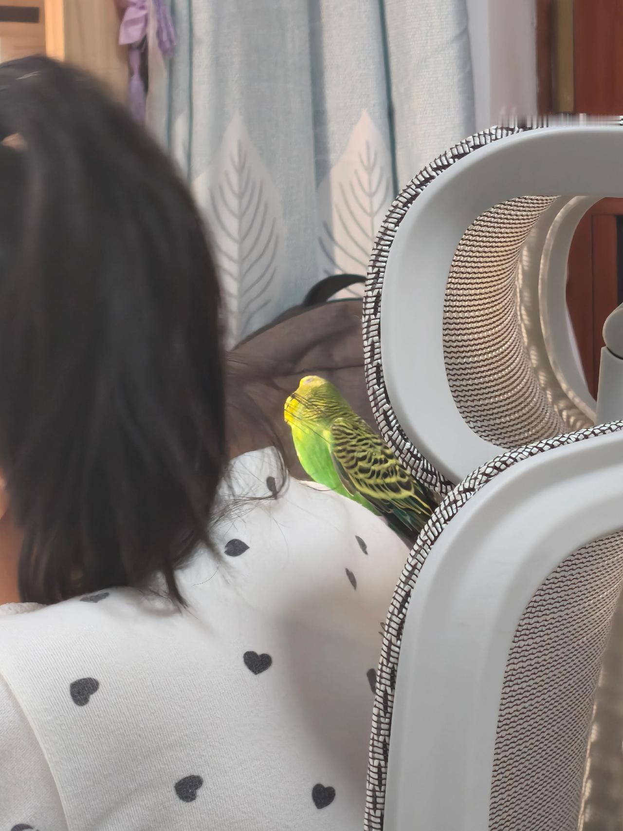 萌宠的奇奇怪怪日常 粘人的小鸟 萌宠的迷惑行为 最粘人的鹦鹉🦜 不养宠不知道养