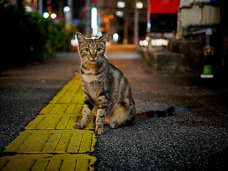 晚上散步碰到一只超乖的流浪猫，蹲在路边等人摸，心都化了🐱 希望它今晚有个好去处