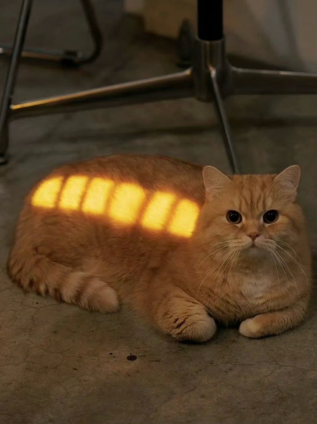 满电猫 