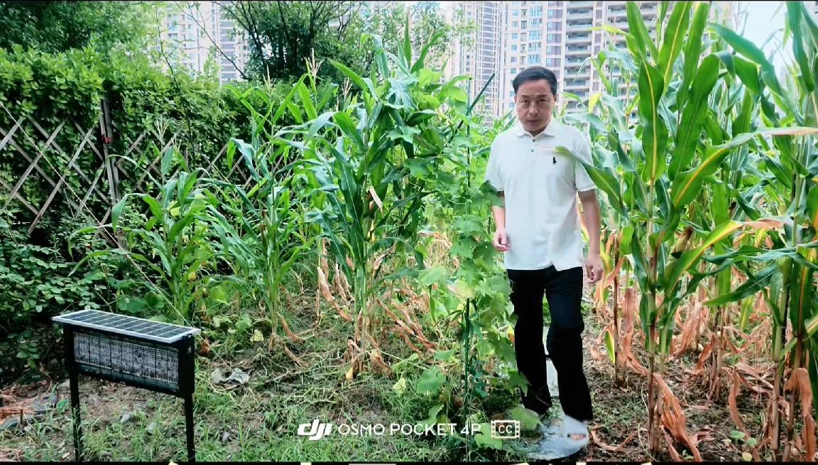 大暑清晨暴雨降温，
小院菜园儿惊艳！
 
今日恰逢大暑，清晨六点半，一场猝不及防