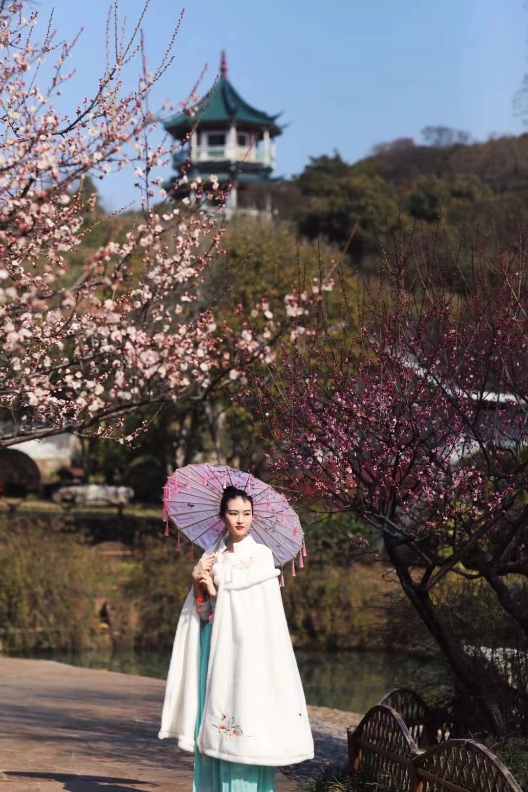 3月赏梅正当时｜无锡梅园梅花进入盛花期