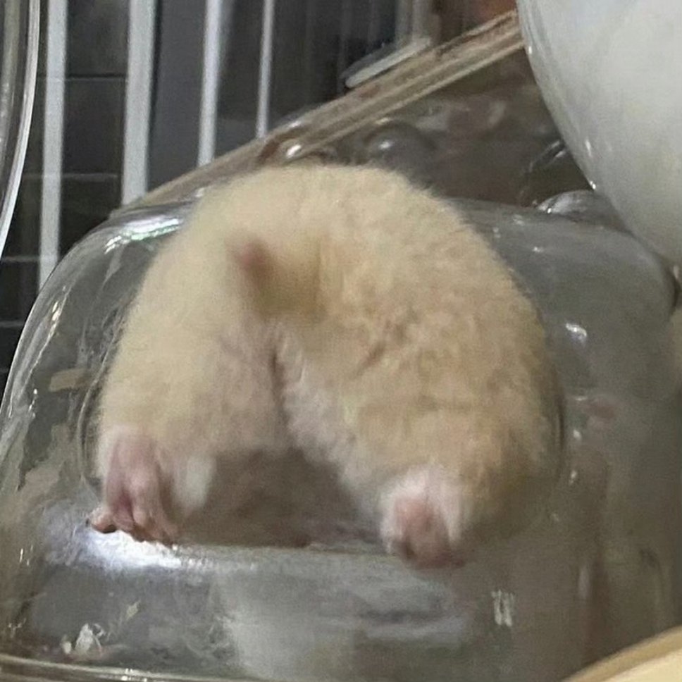 仓鼠宝宝超绝屁屁 ​​​