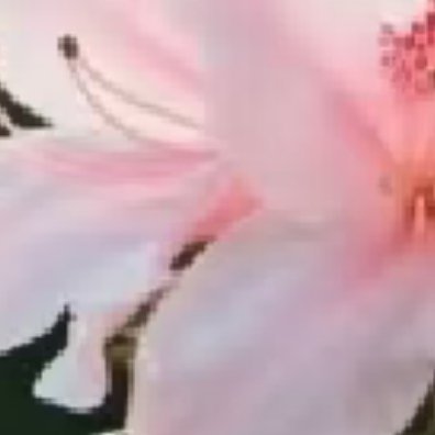 杜鹃花种植：1 .土壤选择：杜鹃花喜欢疏松肥沃的弱酸性土壤，可以使用腐叶土、松针