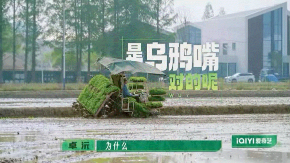 卓沅种还是不种 哇塞！卓沅被农田整到语无伦次，插秧机陷车、拖车罢工，现在坐田埂上